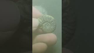 Pyrite Ammonite [upl. by Harp808]