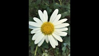 Shasta Daisies Cutting Back and Propagating The Cuttings [upl. by Huxley]