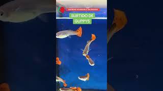 SURTIDO DE GUPPYS Sociedad Acuariofila Valenciana [upl. by Asselam677]