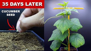 EPIC Cucumber Plant Growth 35 Days Time Lapse [upl. by Adnarem]