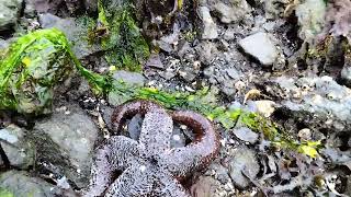 tide pooling on mainland Alaska [upl. by Slorac]