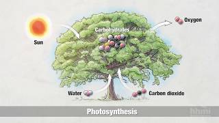 Photosynthesis Part 2 Chemical Process  HHMI BioInteractive Video [upl. by Rennat853]