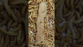 10000 Mealworms VS Potato peel Timelapse II Mealworms eating Potato peel shortsvideo shorts [upl. by Garges]