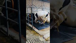 Muscular Holstein Friesian Bull Landing for Taking Rest  Exclusive Sadeeq Agro 2024 [upl. by Beesley]