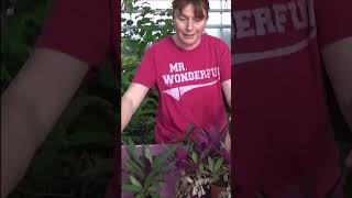 Jardinage Comment faire une Bouture de tradescantia Spathacea rhoeo Plante verte [upl. by Anuaik]