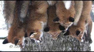 Reizjagd auf Fuchs mit Klaus Demmel  Winterjagd Teil 2 [upl. by Mychael]