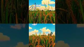 paddy rice plantpaddyrice [upl. by Endys]