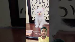 Billu ko burger pasand hai comedy cat funny shorts greenscreen [upl. by Vivia]