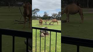 Antelopes at Werribee Open Range Zoo [upl. by Barna347]