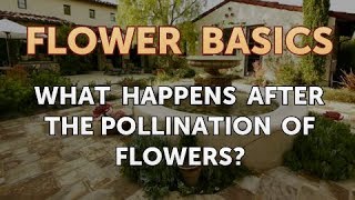 What Happens After the Pollination of Flowers [upl. by Klemperer366]