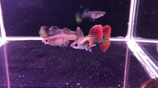 For Sale  Red Dragon Guppy [upl. by Sheryle]