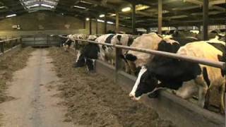 Dairy cow welfare documentary [upl. by Lobell]