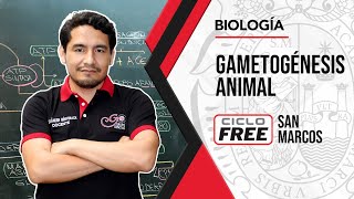 BIOLOGÍA  Gametogénesis animal CICLO FREE [upl. by Cesar]