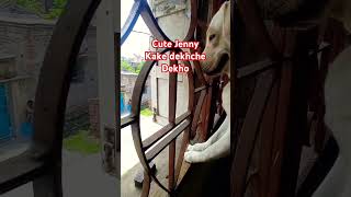 cute Jenny kake dekhe asthir dekho  somas kitchen and lifestyle  dog lovers [upl. by Aicertal]