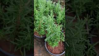 Hair growth trending Rosemary plantrosemedicinal plantsexotic fruitsrare varieties [upl. by Roger]