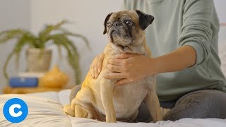 Dog Massage Techniques How to Massage Your Dog  Chewy [upl. by Klayman528]