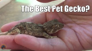 4 Reasons Why Helmeted Geckos Make Great Pets 🦎 [upl. by Royce]