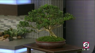 How to properly care for your Bonsai tree  HOUSTON LIFE  KPRC 2 [upl. by Avin]