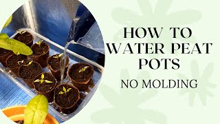 Gardening tips Best way to water Peat potsJiffy Pots [upl. by Hanikahs957]