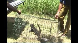 Release of a Baby Rusty spotted cat [upl. by Jock]