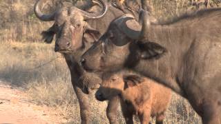 Sound of the African Bushveld Buffalos  AFRICAN WILDLIFE [upl. by Notniuqal902]