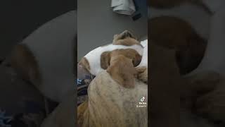 Great cornholio funny comedyvideos funnyshorts funnyshorts pet dog furbaby silly humor [upl. by Jona]