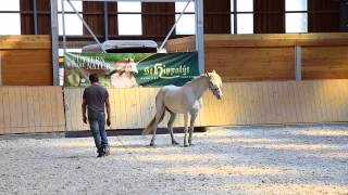 Frederic Pignon Horse Event [upl. by Waylen]