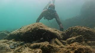 Octopus changing colours on the rock [upl. by Durwin]