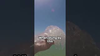 🌊🎐 Jellyfish Jitters The Irukandji Enigma 🧐🔍🐙 facts trending viral youtube shorts [upl. by Atews]