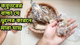 আমার শখের কবুতরের বাচ্চা মারা গেছে কিভাবে😭। কবুতরের বাচ্চা pigeonbaby died [upl. by Mori]