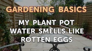 My Plant Pot Water Smells Like Rotten Eggs [upl. by Enner]