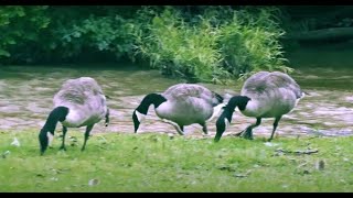 Geese by the Riverbank [upl. by Tirza786]