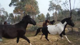 Standing among Stampeding Horses [upl. by Beker]