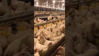 Poultry farming Broiler breeders  Ross 308 poultry poultryfarming 🐣 [upl. by Akilat]