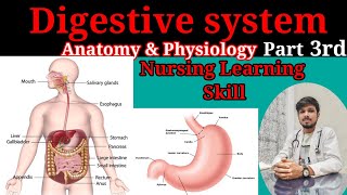 Digestive system anatomy amp physiology in hindi  functions  walls  layers of GI tract Part 3rd [upl. by Orazio]