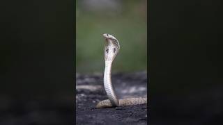 Top 10 Deadliest Snake In The World  Top 10 Venomous Snake In The World facts wildgravity viral [upl. by Macnamara]