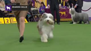 Bearded Collies  Breed Judging 2019 [upl. by Len]