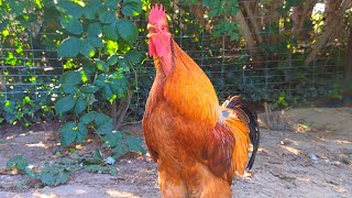 ROOSTER CROWING SOUND EFFECT [upl. by Mailliw]