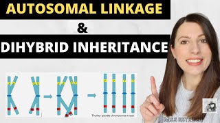 AUTOSOMAL LINKAGE and DIHYBRID INHERITANCE Alevel Biology inheritance genetic crosses and ratios [upl. by Siraj]