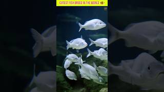 Cutest fish breed in the world 🐠 facts hunger viral shorts interesting facts [upl. by Birkett432]