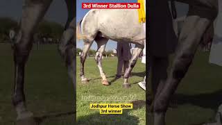 Jodhpur Horse Show 2023 3rd Winner Stallion Dulla [upl. by Ahsenom]