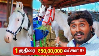 🔴World Biggest Horse Market  அந்தியூர் குதிரை சந்தை  Anthiyur Horse Fair 2024 [upl. by Martell]