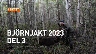 Björnjakt 2023 del 3 [upl. by Phionna]