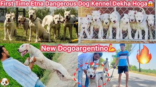 Dogoargentino Kennel Par Gye🐶New Dogoargentino Dog Le Aaye🔥Biggest And Most Dangerous Kennel😰 [upl. by Oedama967]