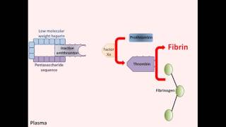 Heparin  Mechanism of Action [upl. by Auria]