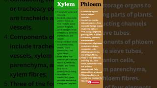 Xylem vs Phloem  Key Differences in Plant Transport Systems Explained [upl. by Annol]