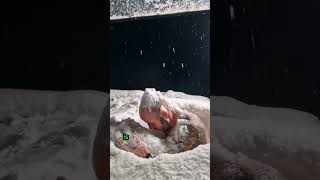 The Ultimate Proof That Snowmen Are Real  Extraordinary Abilities [upl. by Ocker]