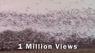 Thousands of Snow Geese Come In For A Landing One Million Views [upl. by Apple]