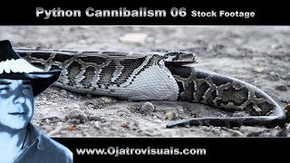 Python Cannibalism 06 Stock Footage [upl. by Schurman]