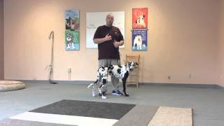 How to Use an Electric Collar to Train a Dog to Come When called [upl. by Callas470]